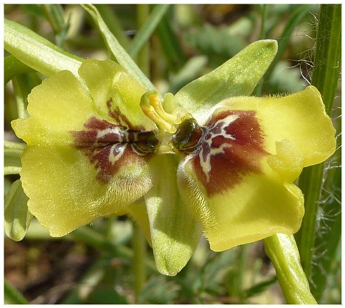 Ophrys lacaitae(con lusus)